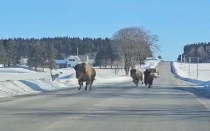 Bisões correm pela autoestrada como nada fosse