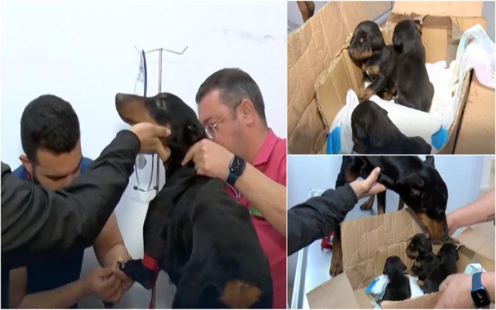 Cadela e os seus filhos foram resgatados na Turquia após o sismo