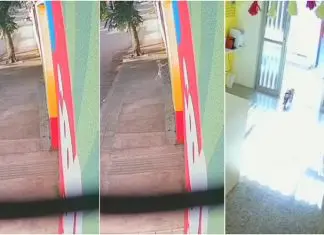 Cão perdeu-se durante passeio mas acaba por voltar milagrosamente para a creche canina