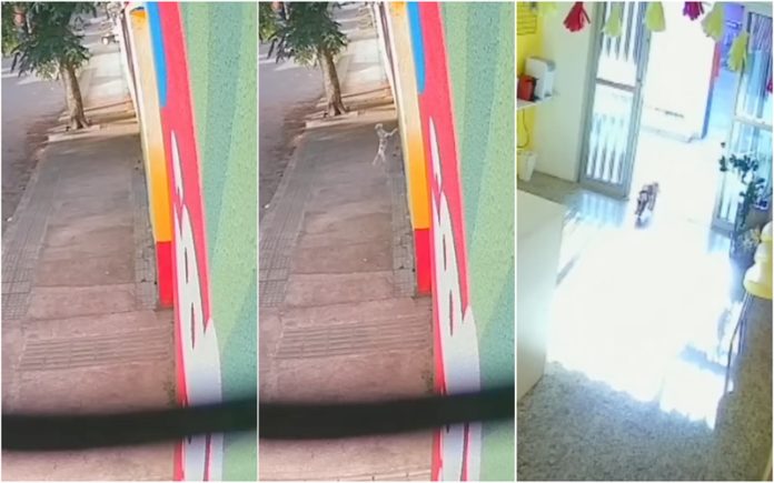 Cão perdeu-se durante passeio mas acaba por voltar milagrosamente para a creche canina