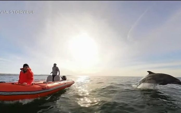 Golfinhos surpreendem nadadores com visita surpresa