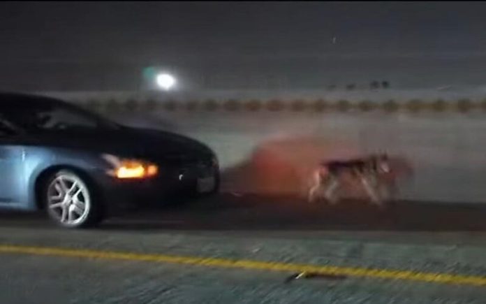 Motoristas resgatam husky à solta pelas estradas de Los Angeles