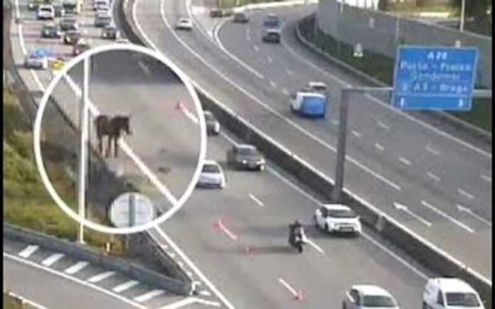 Cavalo é apanhado à solta na A1 na zona dos Carvalhos