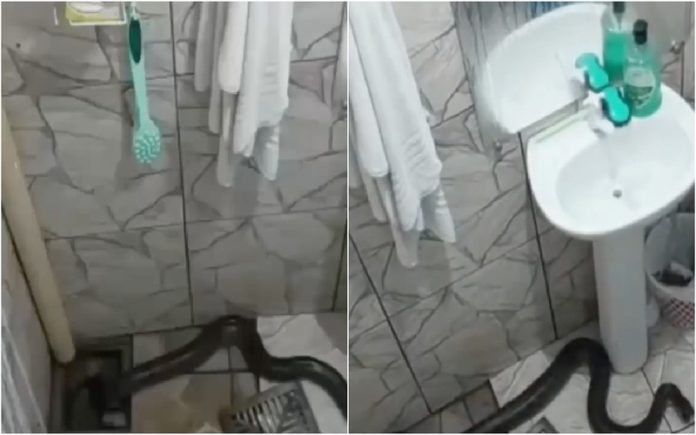 Cobra de 2 metros surpreende brasileiro enquanto tomava banho