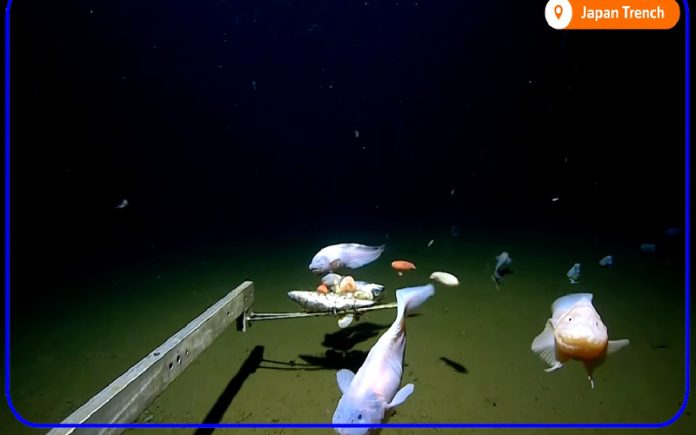 Peixes batem recorde no Japão ao estarem a uma profundidade de 8,3 mil metros