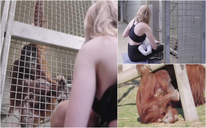 Tratadora de animais ensina mãe orangotango a amamentar a sua cria