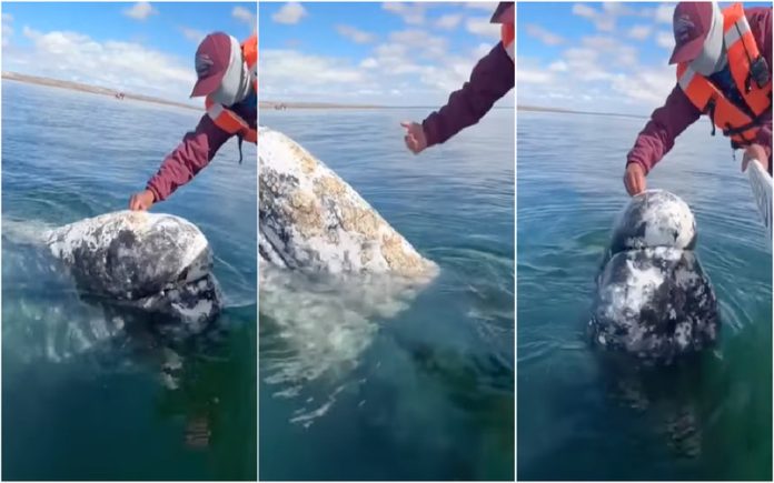 Baleia fica amiga do capitão de barco e está a comover a internet