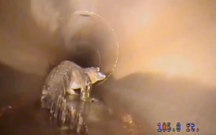 Câmara robô filmou jacaré de quase 2 metros em canalização subterrânea