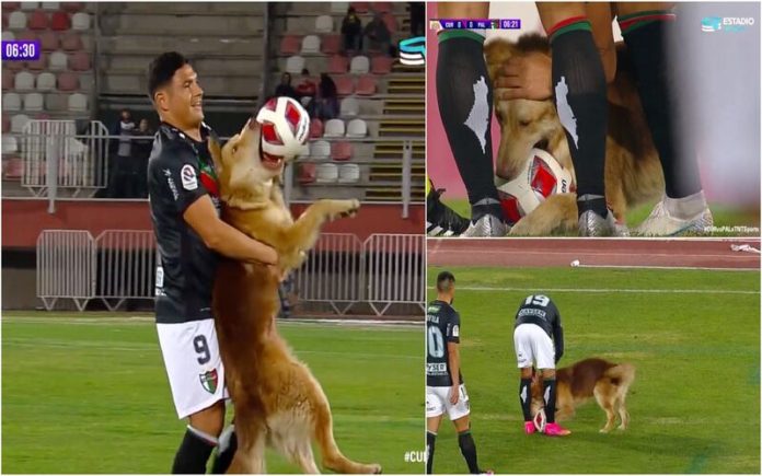 Momento hilariante: Cão invade o relvado e dá espetáculo para levar a bola