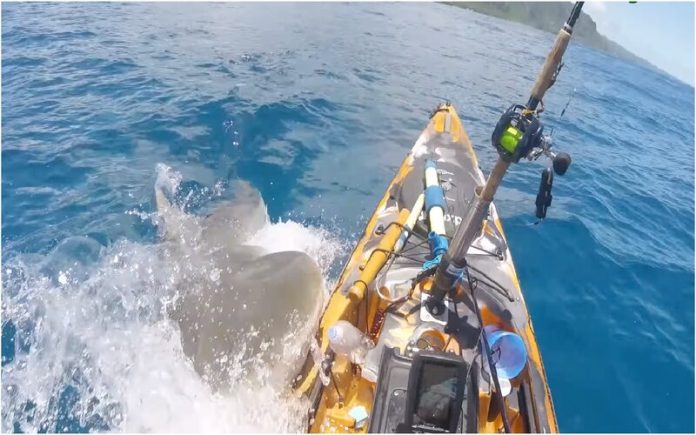 Pescador é atacado por tubarão-tigre enquanto navegava em um caiaque