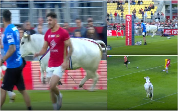 Touro invade campo durante o aquecimento de um jogo de rugby