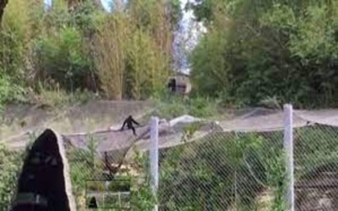 Macaco bebê escapa do recinto no Zoológico