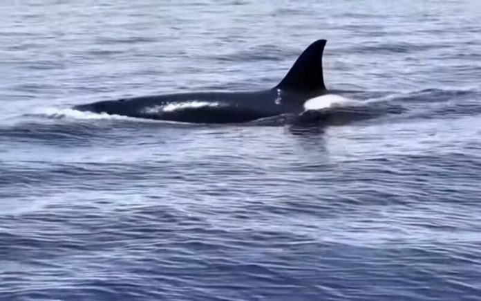 Pesquisadores da Califórnia encontram grupo incomumente grande de orcas
