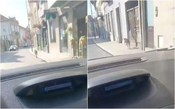 Canguru salta pelas ruas de Vizela e surpreende moradores
