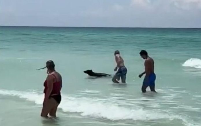 Banhistas da Flórida ficam chocados quando urso emerge do Golfo do México