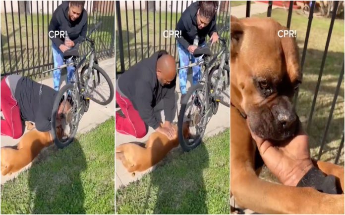 Homem salva cão que estava a sofrer de paragem cardiorrespiratória