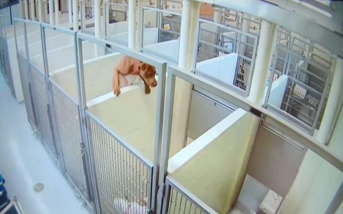 Pitbull escala caixa para ficar ao lado da sua melhor amiga