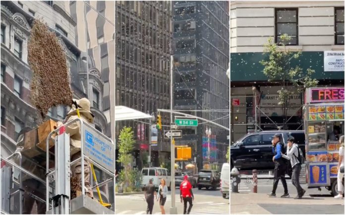 Invasão de abelhas em Times Square leva à intervenção de apicultores