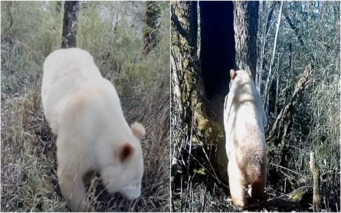 Panda albino do mundo fez rara aparição na China