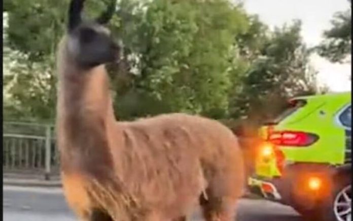 Lama bloqueia trânsito em estrada britânica