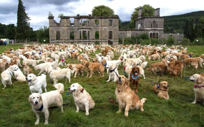 Centenas de golden retrievers reúnem-se na Escócia para o aniversário da raça