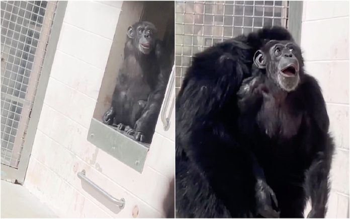 A incrível reação de uma chimpanzé ao ver o céu pela primeira vez em 29 anos