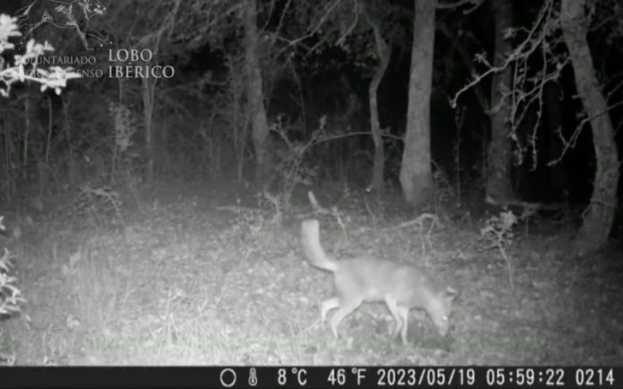 Chacal-dourado foi filmado pela primeira vez na Península Ibérica