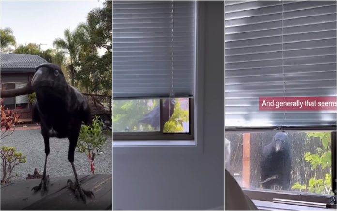 Incrível: Corvo resgatado recusa-se a abandonar a casa da mulher que o salvou