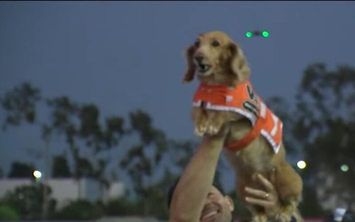 Dachshunds competem pelo título de 'Cão Salsicha Mais Rápido do Oeste'