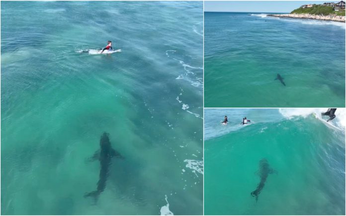 Surfista brasileiro tem encontro impressionante com enorme tubarão branco durante treino para etapa do circuito mundial