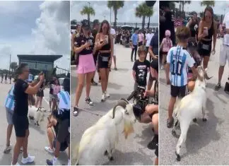 Bode inusitado marca presença na apresentação de Lionel Messi no Inter Miami