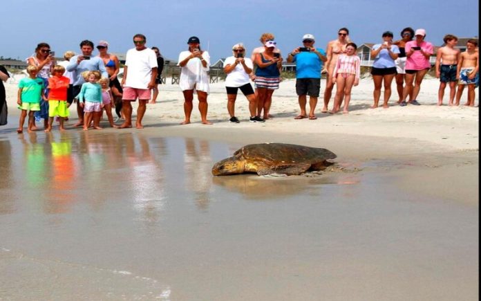 Tartaruga põe ovos em praia lotada em incidente 'incomum'