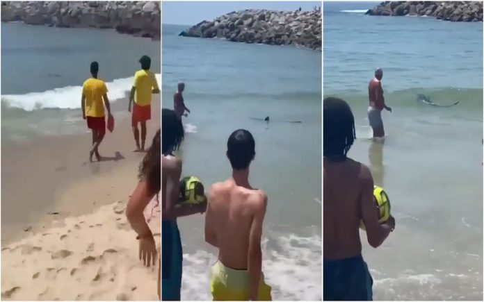 Pequeno tubarão surpreende banhistas após ser avistado em praia de Espinho