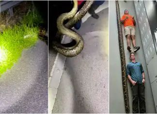 Incidente surpreendente: Captura de uma gigantesca pitão birmanesa na Flórida