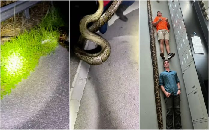 Incidente surpreendente: Captura de uma gigantesca pitão birmanesa na Flórida