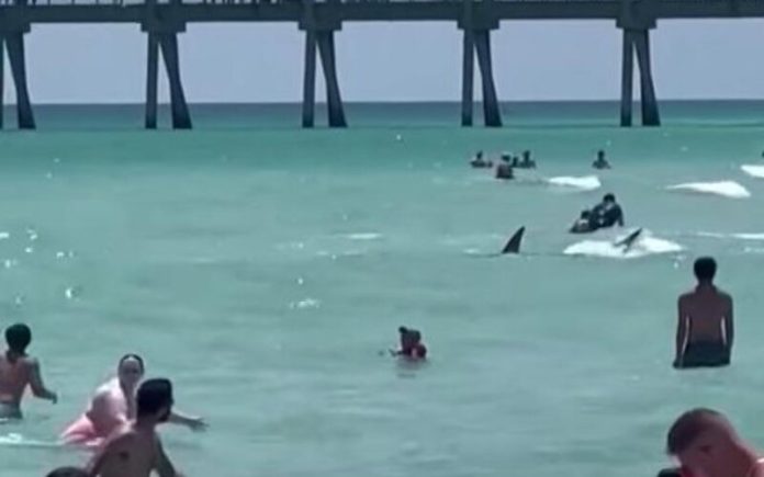 Tubarão chega perto de banhistas em praia da Flórida