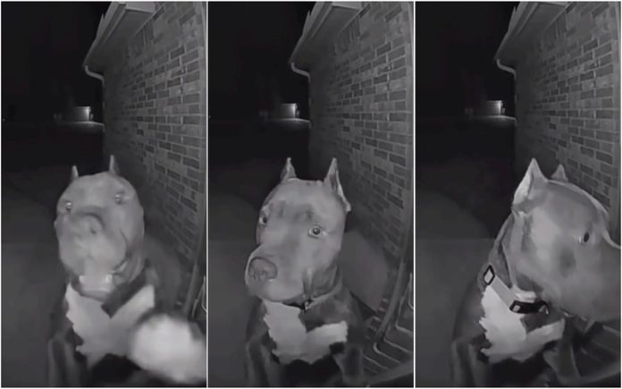 Cão com fome toca à companhia da vizinha às 4h da manhã para pedir comida