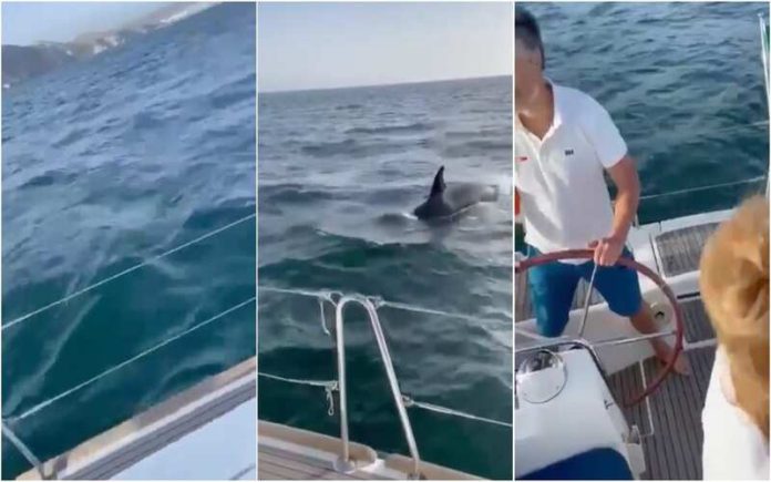Família Portuguesa em pânico durante ataque de orcas a veleiro ao largo de Sesimbra