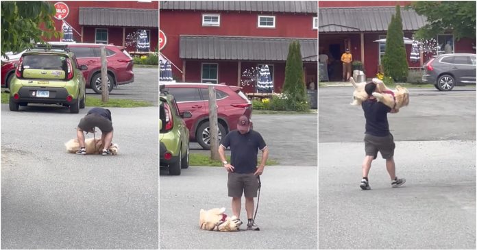 Golden Retriever faz birra no meio da estrada e recusa-se a continuar a caminhar