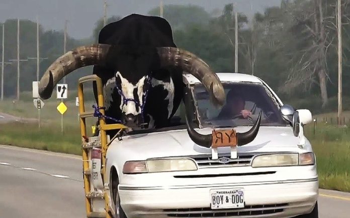 Homem surpreende ao colocar touro no banco de passageiro e acaba detido