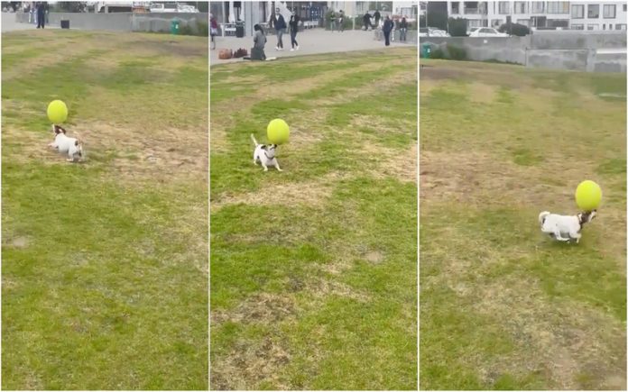Jack Russell Terrier dá espetáculo com bola