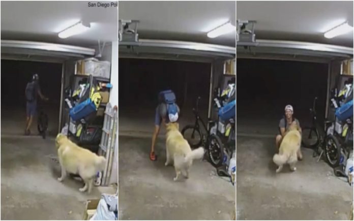 Ladrão interrompe assalto para brincar com cão dos donos da casa