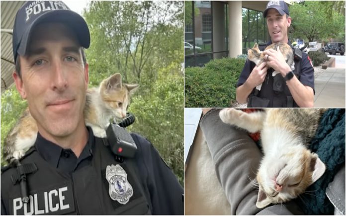 Polícia adota gata bebé resgatada após ser atirada pela janela