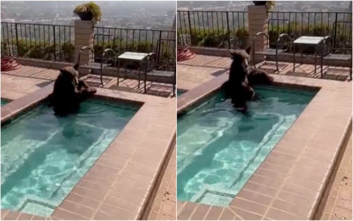 Urso refresca-se em jacuzzi durante onda de calor na Califórnia