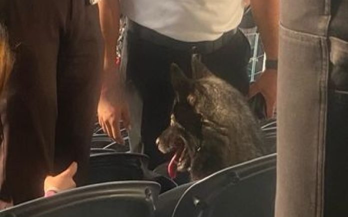 Cadela fugiu de casa para ir ver um concerto dos Metallica