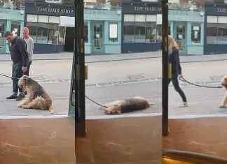 Cão tenta arrastar dona para dentro de pub e recusa-se a sair