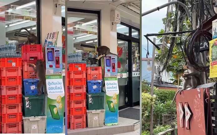 Caos em mercado_ macacos invadem e desencadeiam loucura em busca de bananas