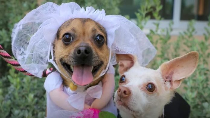 Casamento canino viraliza na internet e cena especial em abrigo encanta a todos