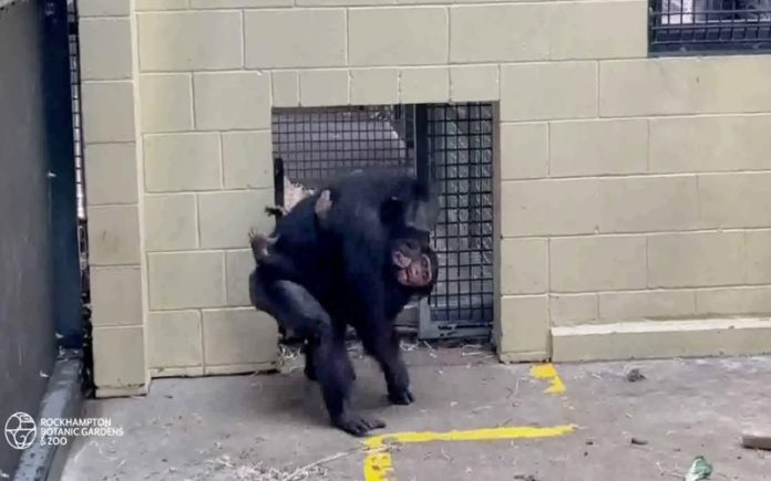 Chimpanzé bebé reencontra-se com a mãe adotiva após ser mordido por uma cobra