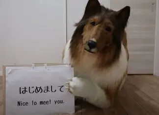 Com 15.000 euros, japonês realiza o seu sonho e transforma-se em cão